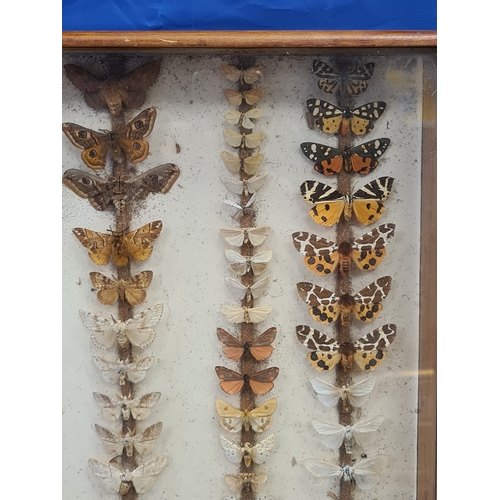 551 - Vintage Lepidoterists collection of Butterflies in wood and glass display box. W40cm xD40cm xH8cm