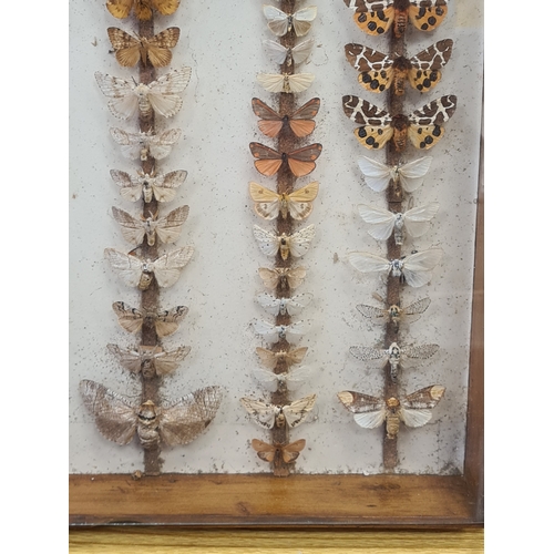 551 - Vintage Lepidoterists collection of Butterflies in wood and glass display box. W40cm xD40cm xH8cm