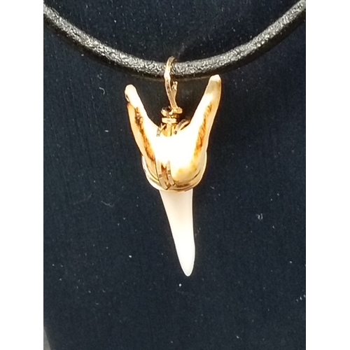 719 - Tiger tooth pendant encased in tested 9ct gold on cord chain L 40cm