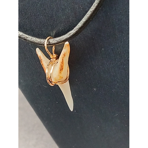 719 - Tiger tooth pendant encased in tested 9ct gold on cord chain L 40cm