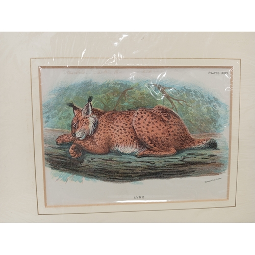 409 - Antique Circa 1860 engraved picture's of cats, one wild cat and one Lynx both measure H 25cm x W 28c... 