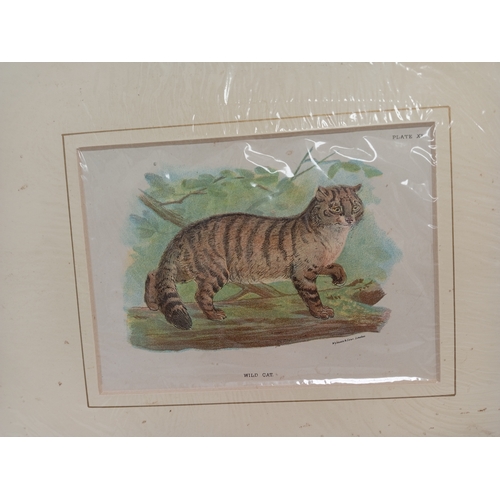 409 - Antique Circa 1860 engraved picture's of cats, one wild cat and one Lynx both measure H 25cm x W 28c... 