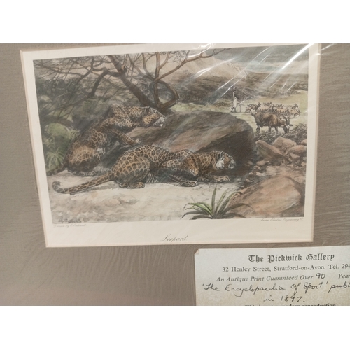 410 - Antique engraved picture of Leopards from The pickwick gallery drawn by E Caldwell H 23cm x W 28cm a... 