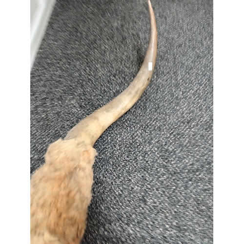 411 - Antique Vintage longhorn bull horns 125cm