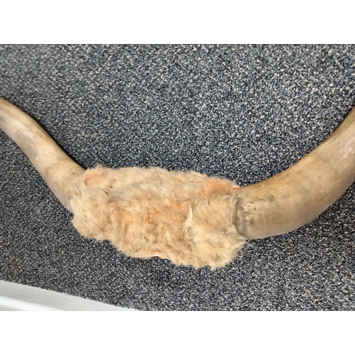 411 - Antique Vintage longhorn bull horns 125cm