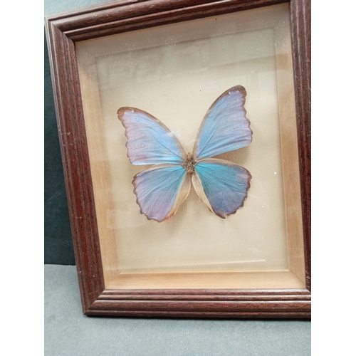 503 - Giant Blue Morpho butterfly in cased in a wooden frame A/F, Damage to one butterfly wing and back of... 