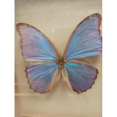 503 - Giant Blue Morpho butterfly in cased in a wooden frame A/F, Damage to one butterfly wing and back of... 