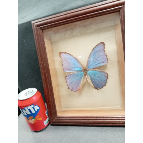 503 - Giant Blue Morpho butterfly in cased in a wooden frame A/F, Damage to one butterfly wing and back of... 