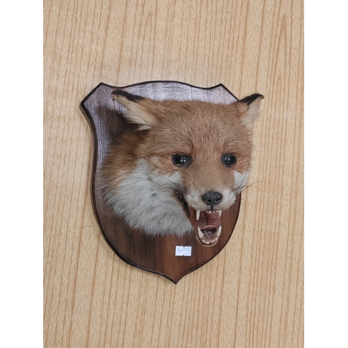 527 - Taxidermy Fox head on plaque