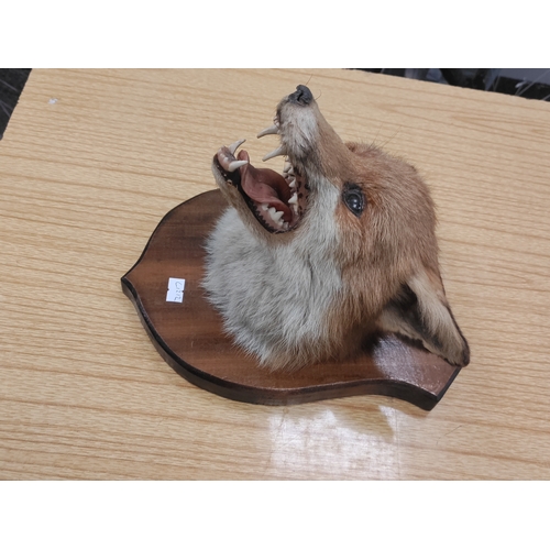 527 - Taxidermy Fox head on plaque