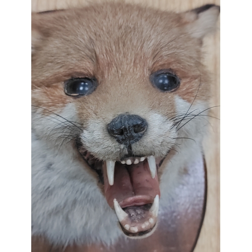 527 - Taxidermy Fox head on plaque