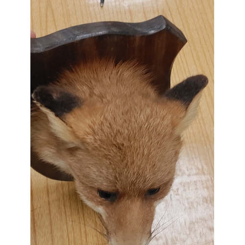 527 - Taxidermy Fox head on plaque