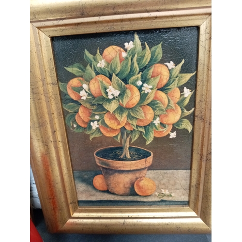 506 - Pair of decorative pictures in gold frames, one lemon and one orange tree. Both measure H28cm x W21c... 