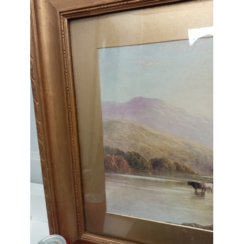 519 - Highland landscape with cattle print in an ornate frame. H 54cm x W 69cm.