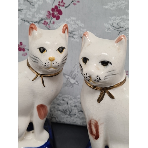 438 - Pair of white & ginger ceramic Cats with blue & gilt bases. Each measures H29cm x W10cm