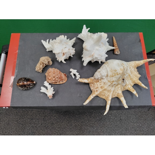 600 - Collection of Sea shells and coral including conch shells, a polished tiger cowrie, a bullmouth shel... 