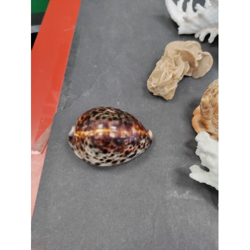 600 - Collection of Sea shells and coral including conch shells, a polished tiger cowrie, a bullmouth shel... 