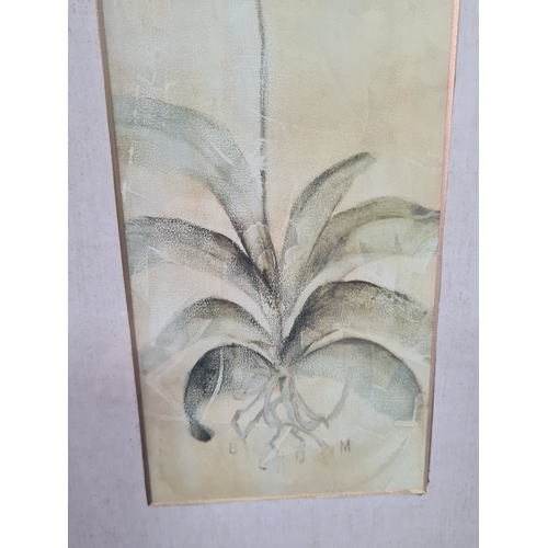 114 - A Pair of Laura Ashley rustic Botanical prints: Orchid with Bulb & Orchid with Roots. Both measure H... 