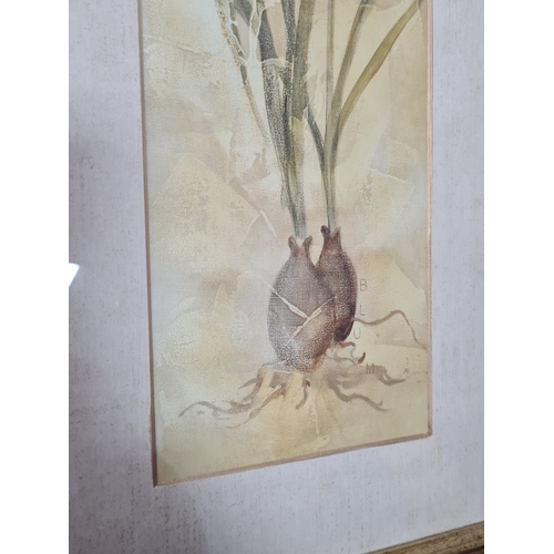 114 - A Pair of Laura Ashley rustic Botanical prints: Orchid with Bulb & Orchid with Roots. Both measure H... 