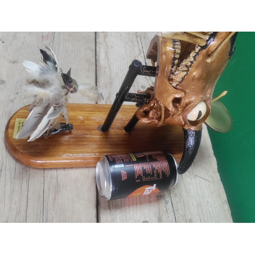 73 - A unique wall mounted taxidermy artwork by W.Hudson of a painted rams head and a chick made from fea... 