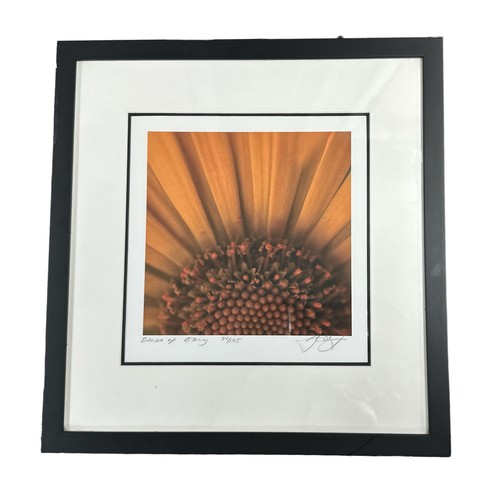 179 - ‘Blaze of Glory’ mounted and framed limited edition print of close-up sunflower, 34/195. 38.5cm x 40... 