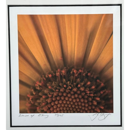 361 - ‘Blaze of Glory’ mounted and framed limited edition print of close-up sunflower, 34/195. 38.5cm x 40... 