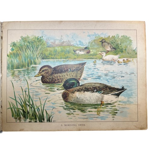 703 - The Book of Ducks published by Ernest Nister of Germany and printed in Bavaria, a legendary publishe... 