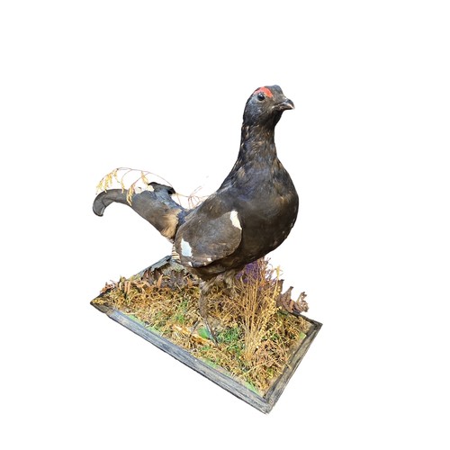 110 - A taxidermy black grouse on rectangular base.