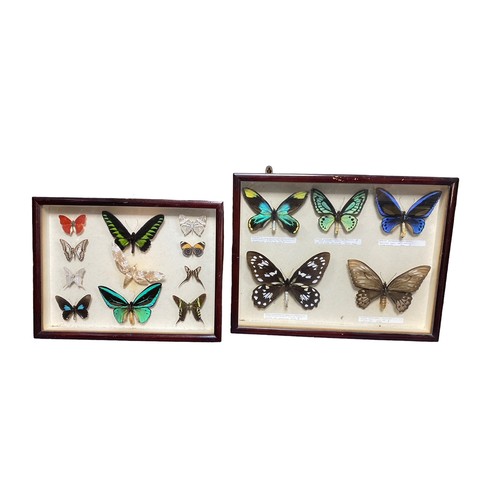 111 - Two display cases featuring 16 butterflies and moths with specimens from New Guinea, Solomon Islands... 