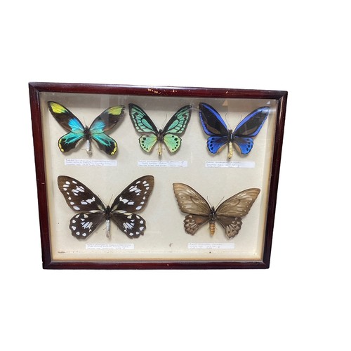 111 - Two display cases featuring 16 butterflies and moths with specimens from New Guinea, Solomon Islands... 