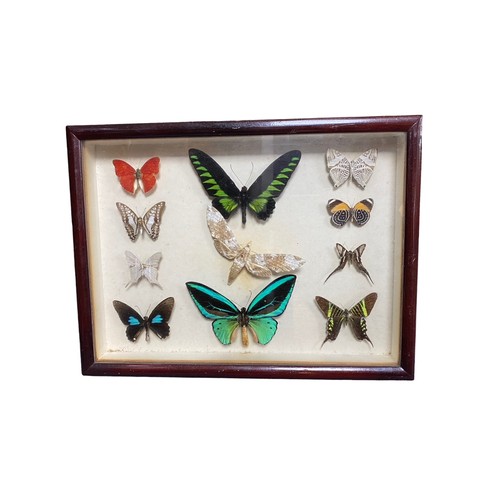 111 - Two display cases featuring 16 butterflies and moths with specimens from New Guinea, Solomon Islands... 