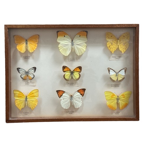 329 - A case of 9  butterflies, primarily yellow in colour featuring butterflies from many localities arou... 