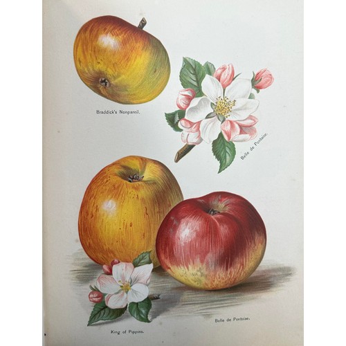 379 - WRIGHT, JOHN. ‘The Fruit Grower’s Guide’ by John Wright with Illustrations, J. S. Virtue & Co Ltd [L... 