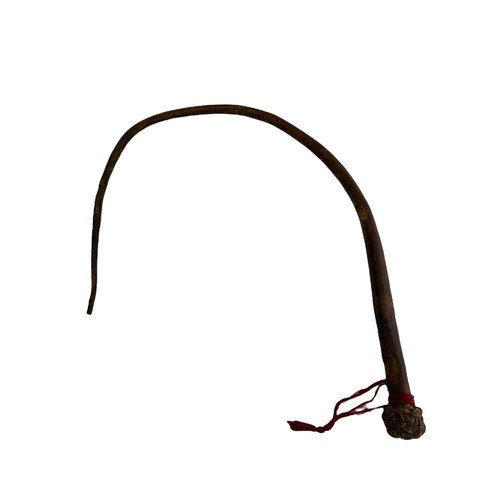 113 - South African hide whip in curved form with woven ball end to grip. Traditional hide African sjambok... 