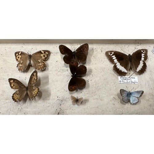 317 - Butterflies, collection of taxidermy butterflies housed in a six-tiered stained pine chest of drawer... 