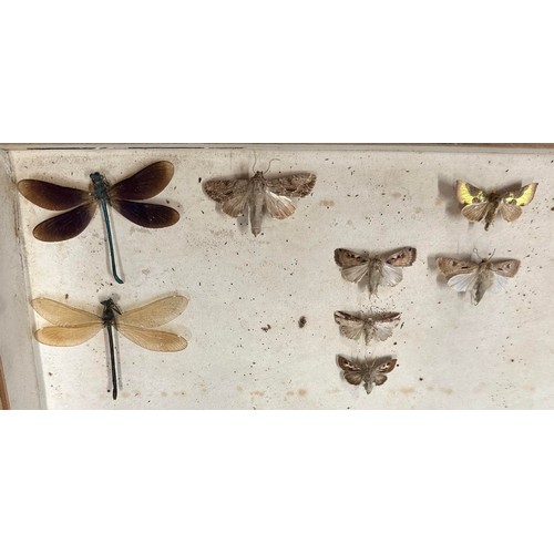 317 - Butterflies, collection of taxidermy butterflies housed in a six-tiered stained pine chest of drawer... 