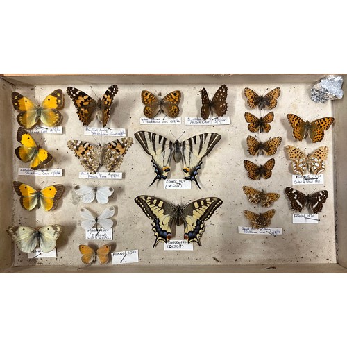 317 - Butterflies, collection of taxidermy butterflies housed in a six-tiered stained pine chest of drawer... 