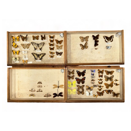 317 - Butterflies, collection of taxidermy butterflies housed in a six-tiered stained pine chest of drawer... 