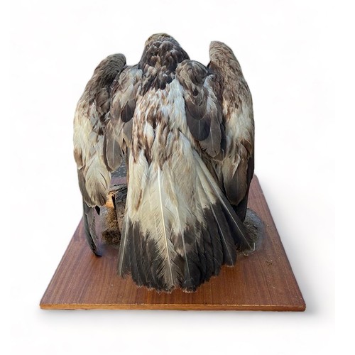 322 - Taxidermy: Large Golden Eagle (Aquila chrysaetos), mounted on open display with naturalistic branch ... 