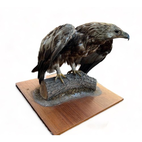 322 - Taxidermy: Large Golden Eagle (Aquila chrysaetos), mounted on open display with naturalistic branch ... 