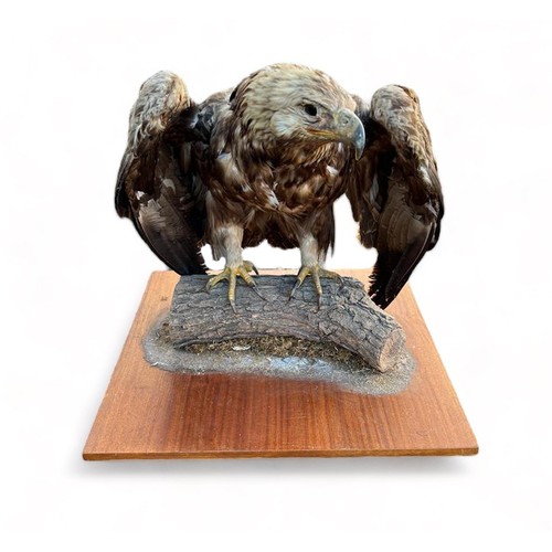 322 - Taxidermy: Large Golden Eagle (Aquila chrysaetos), mounted on open display with naturalistic branch ... 