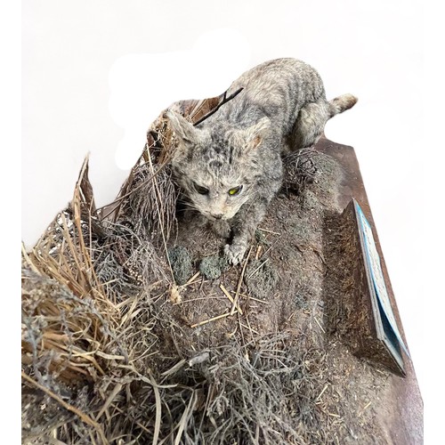 323 - Taxidermy Scottish Wild Cat (Felis silvestris) in naturalistic scene hunting a rabbit, mounted on la... 