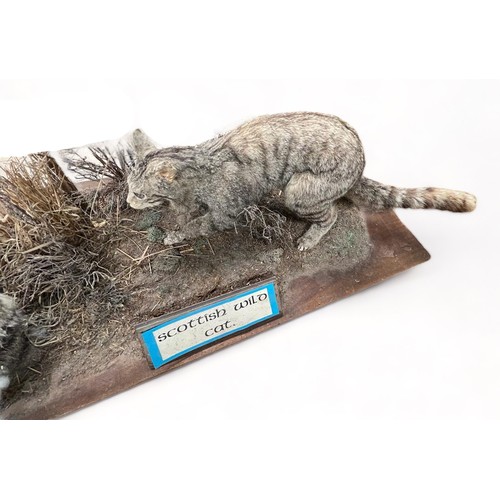 323 - Taxidermy Scottish Wild Cat (Felis silvestris) in naturalistic scene hunting a rabbit, mounted on la... 