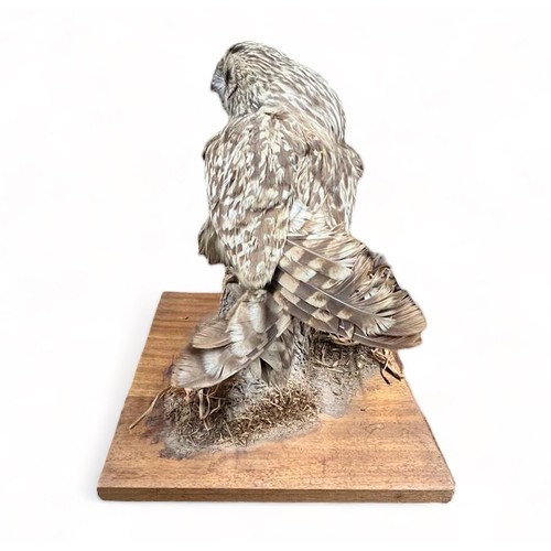 321 - Taxidermy: A Tawny Owl (Strix Aluco), sitting on log, on wooden base. Base measures 27 x 31cm. H30cm... 