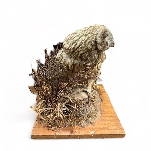 321 - Taxidermy: A Tawny Owl (Strix Aluco), sitting on log, on wooden base. Base measures 27 x 31cm. H30cm... 