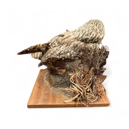 321 - Taxidermy: A Tawny Owl (Strix Aluco), sitting on log, on wooden base. Base measures 27 x 31cm. H30cm... 