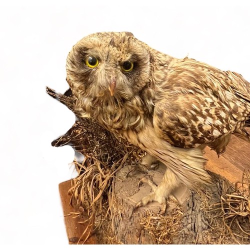 321 - Taxidermy: A Tawny Owl (Strix Aluco), sitting on log, on wooden base. Base measures 27 x 31cm. H30cm... 