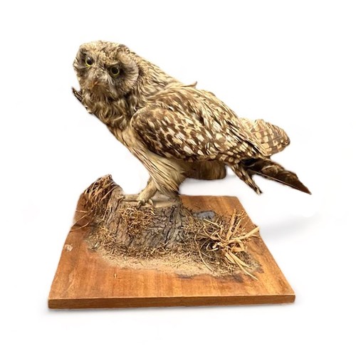 321 - Taxidermy: A Tawny Owl (Strix Aluco), sitting on log, on wooden base. Base measures 27 x 31cm. H30cm... 