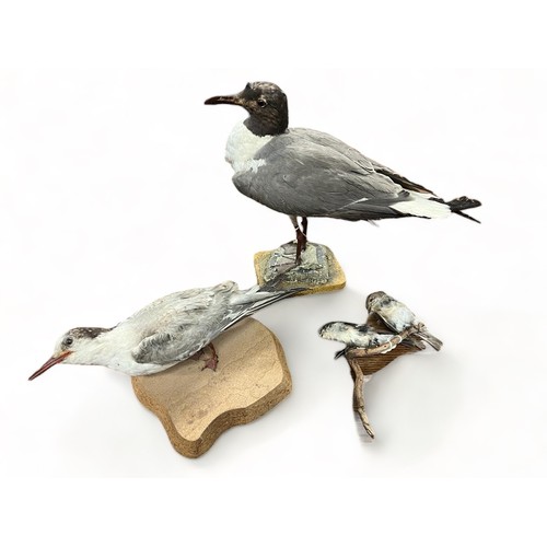 319 - Taxidermy: A Sabine's Gull (Xema sabini) and two others. Qty 3 pieces