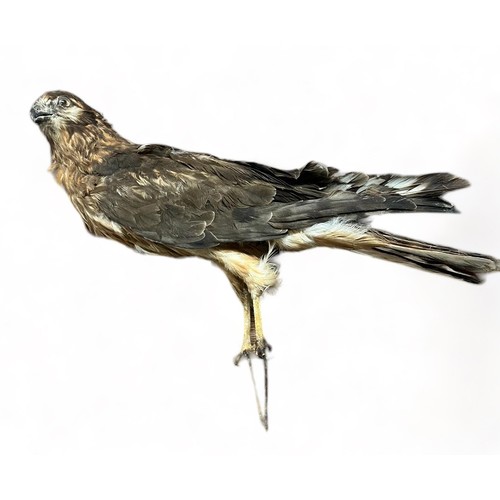 320 - Taxidermy: A Harrier Hawk (Circinae). Length 45cm.